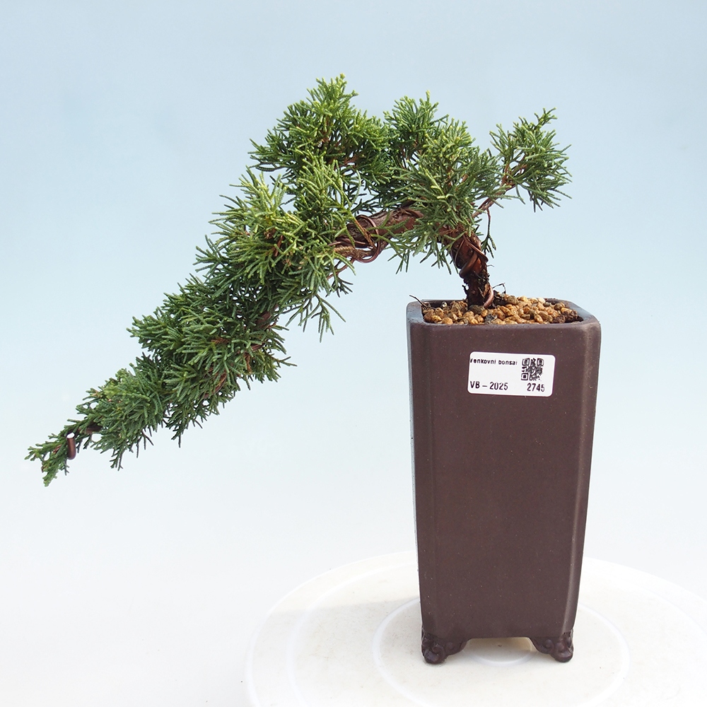 Bonsai im Freien - Juniperus chinensis Kishu - Chinesischer Wacholder