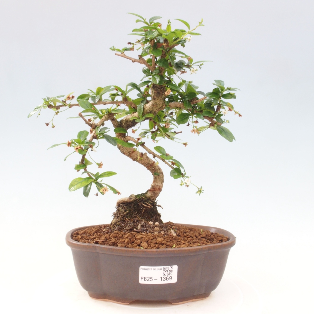 Zimmer Bonsai - Carmona macrophylla - Tea Fuki