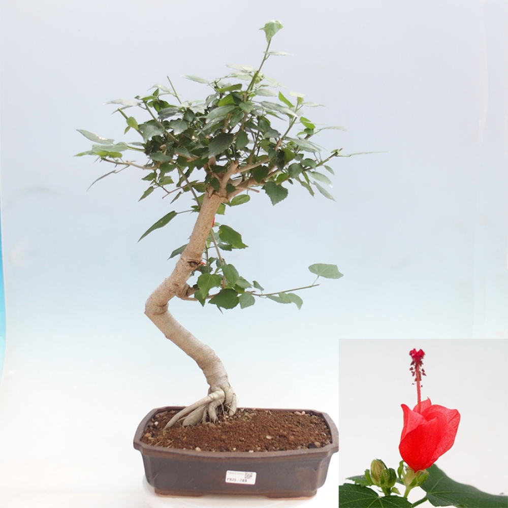 Zimmerbonsai - Malvaviscus arboreus - holziger Hibiskus