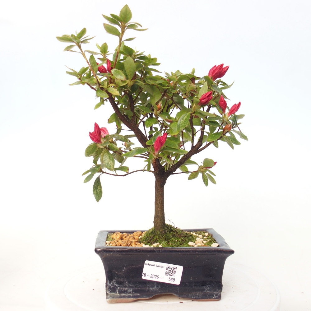 Bonsai für draußen - Japanische Azalee - Azalea sp.