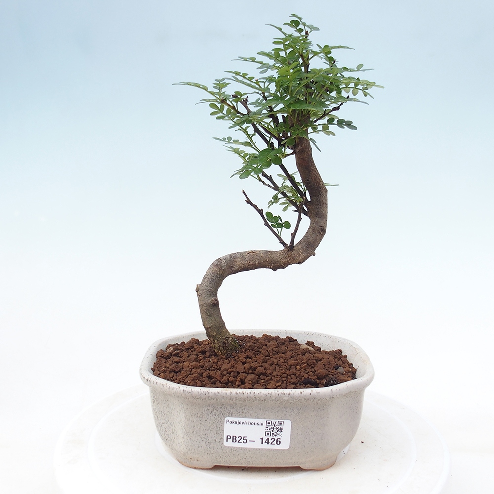 Indoor-Bonsai - Zantoxylum piperitum - Pfefferminze