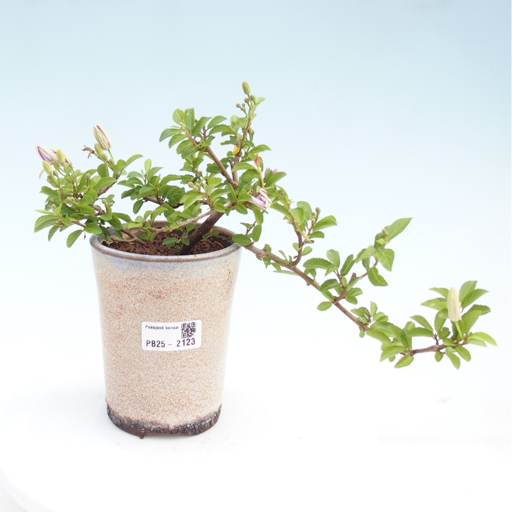 Zimmerbonsai - Grewia occidentalis - Lavendelstern