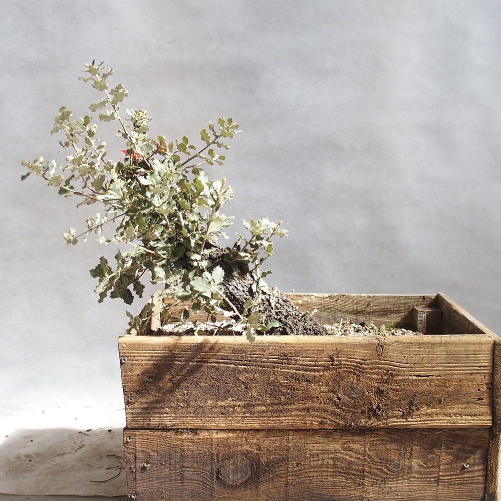Freilandbonsai Quercus coccifera - Eiche 