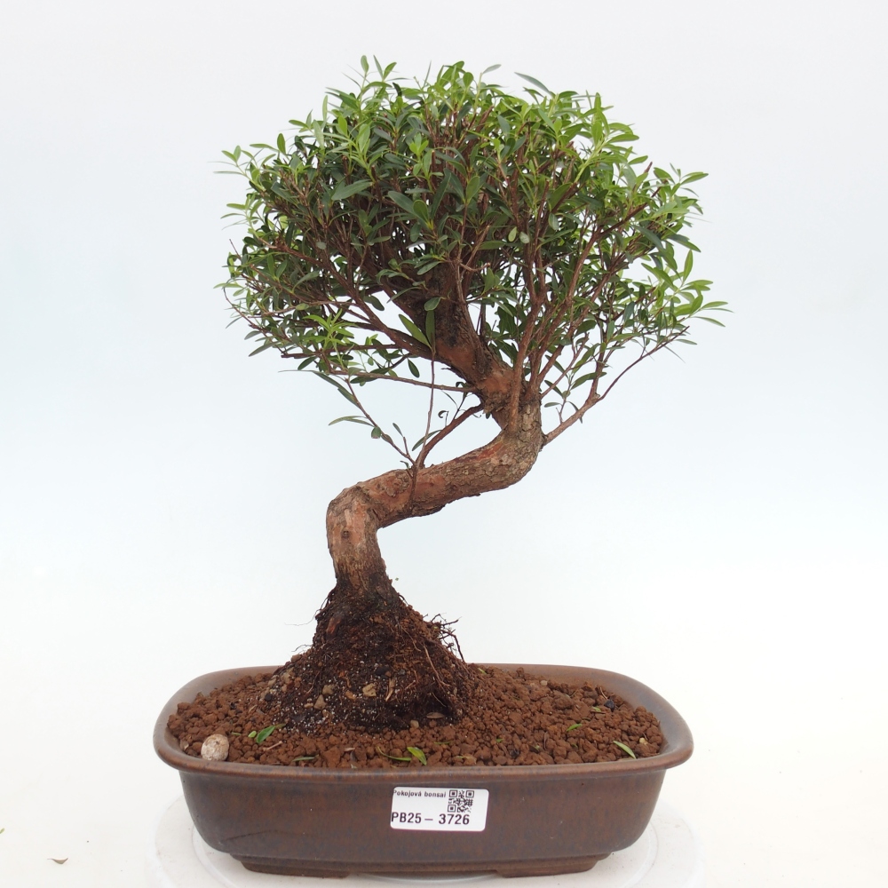 Zimmer Bonsai - Syzygium - Piment