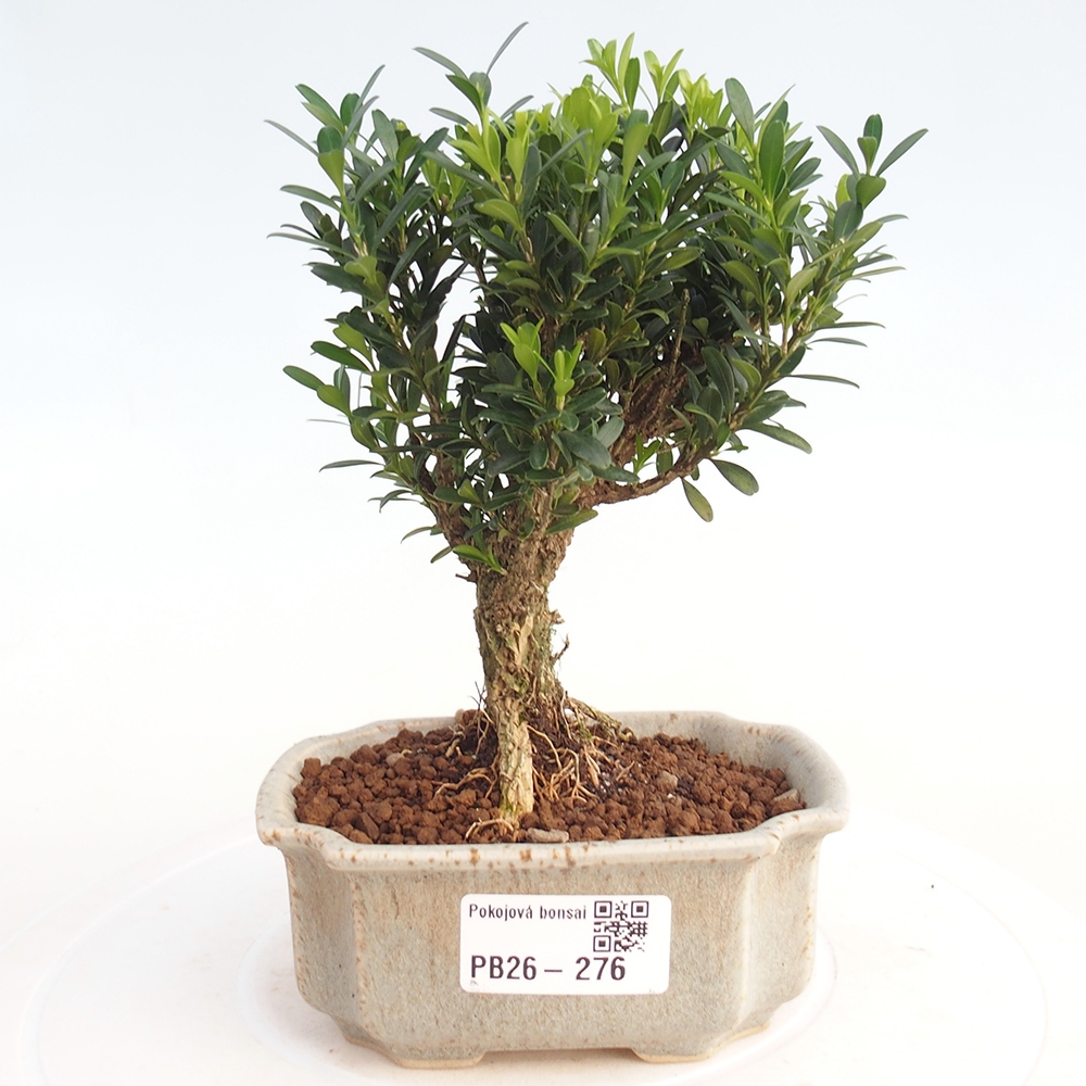 Zimmer Bonsai - Buxus harlandii - Korkbuxus