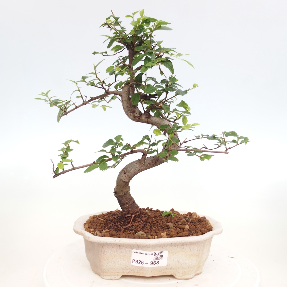Zimmerbonsai - Ulmus parvifolia - Kleinblättrige Ulme