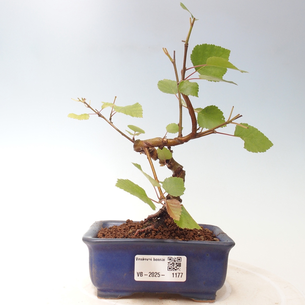 Bonsai im Freien - Zwergbirke - Betula NANA Treasure