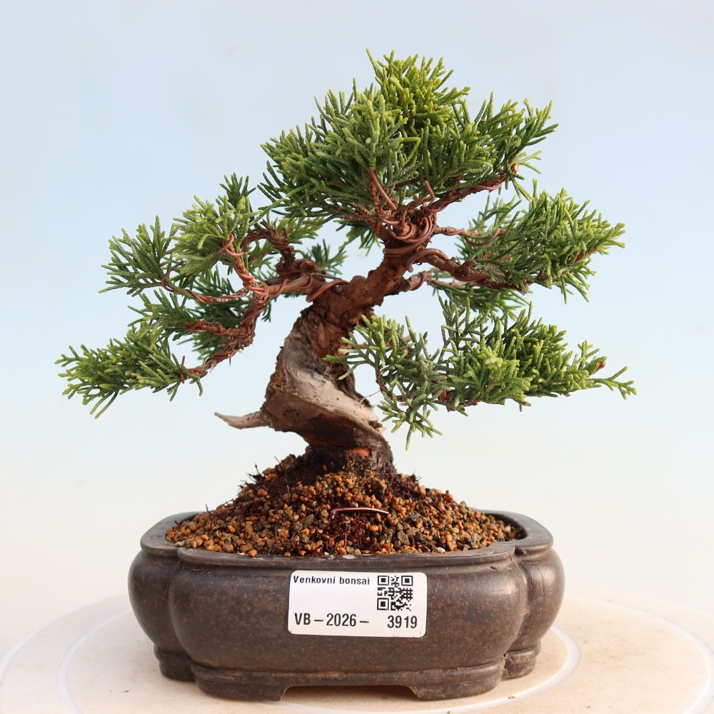 Outdoor bonsai - Juniperus chinensis Itoigawa - Chinese juniper