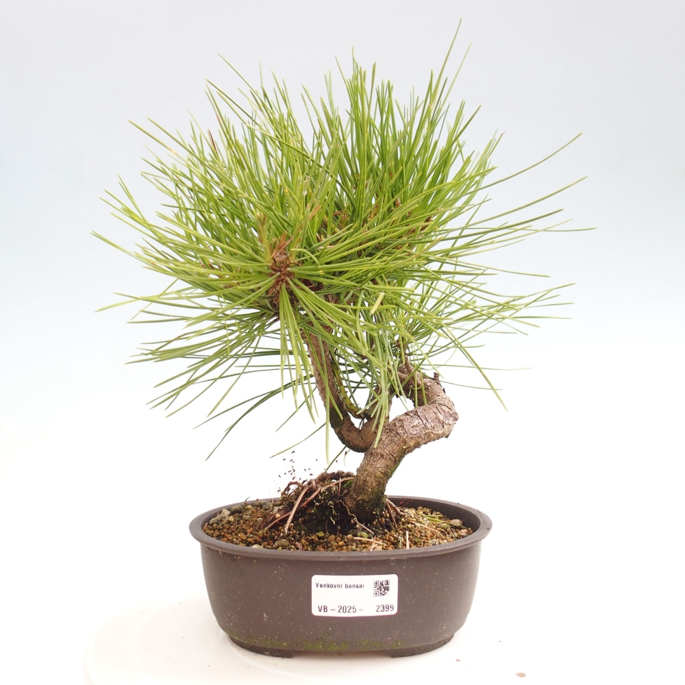 Bonsai im Freien - Pinus thunbergii - Thunbergia-Kiefer