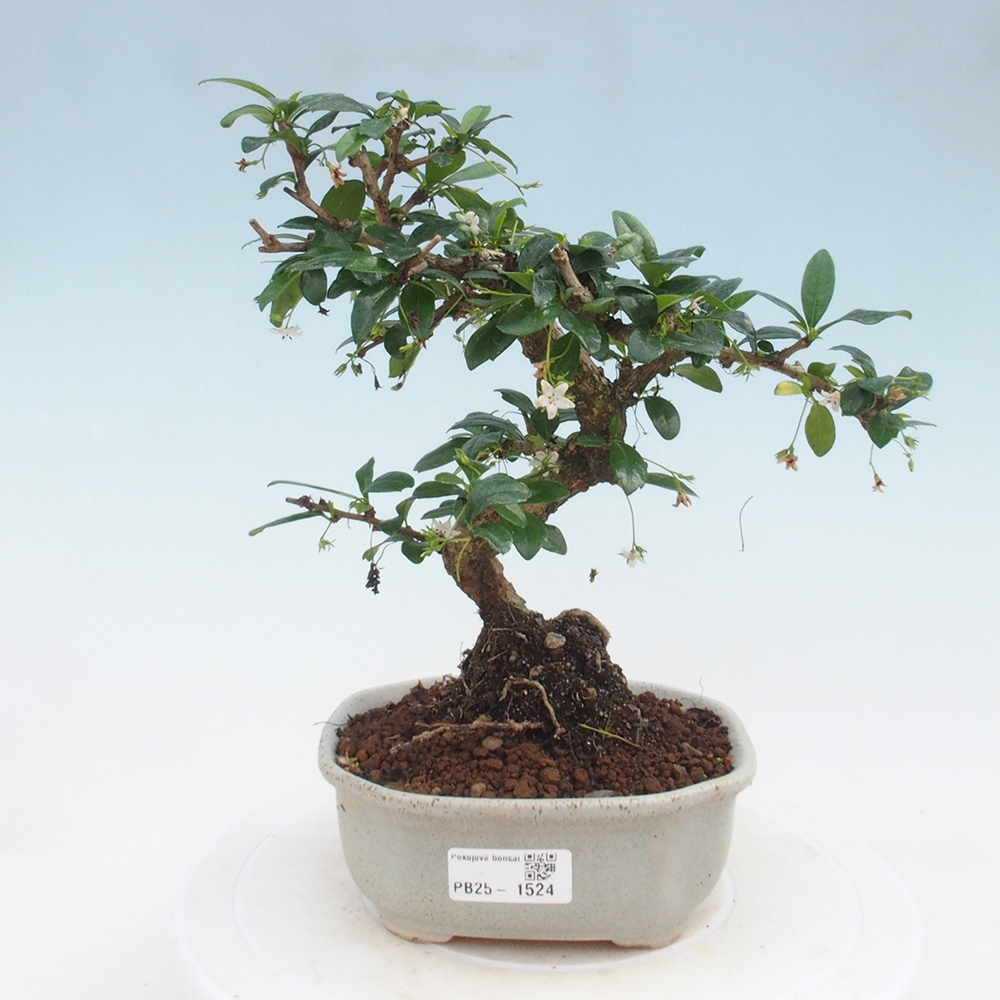 Zimmerbonsai - Carmona Macrophylla - Fuki-Tee