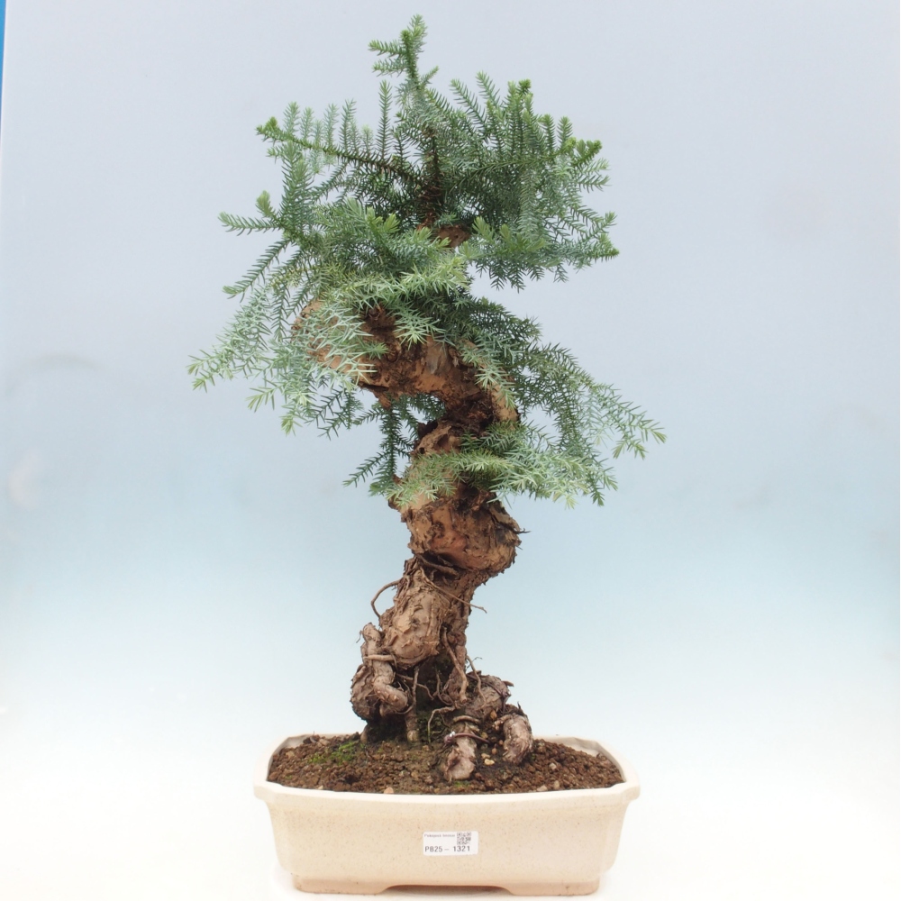 Zimmer Bonsai - Araukarie - Zimmer Fichte
