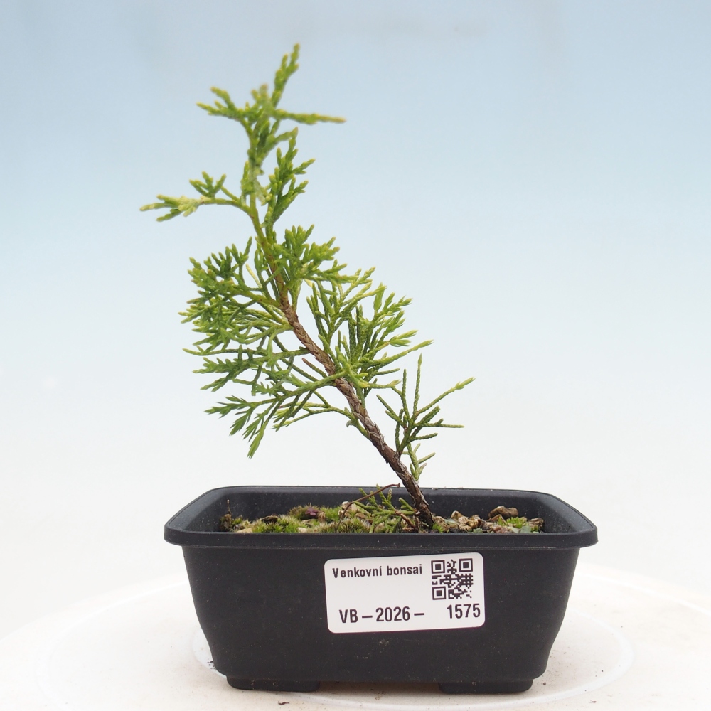 Bonsai für draußen - Juniperus chinensis Itoigawa