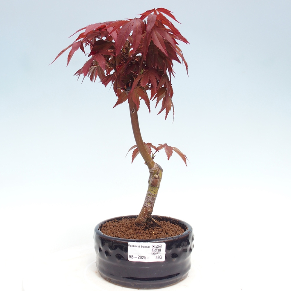 Bonsai im Freien - Acer-Palme. Atropurpureum-Palmenblatt-Ahorn