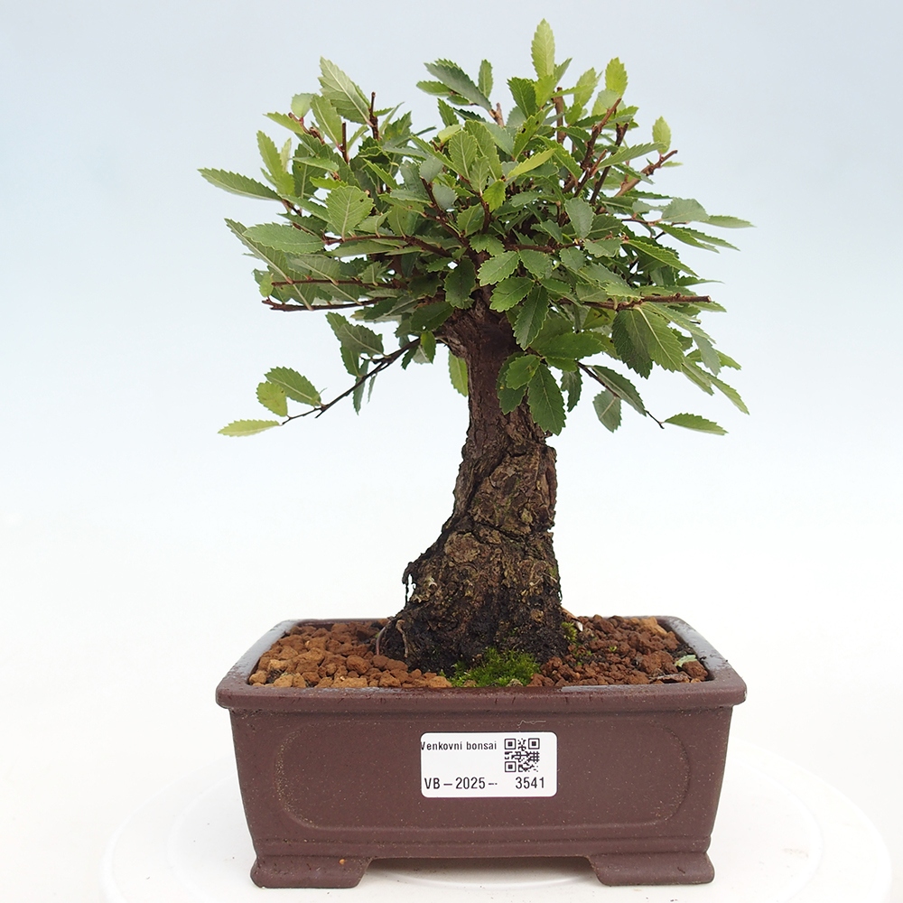 Bonsai im Freien - Zelkova - Zelkova NIRE