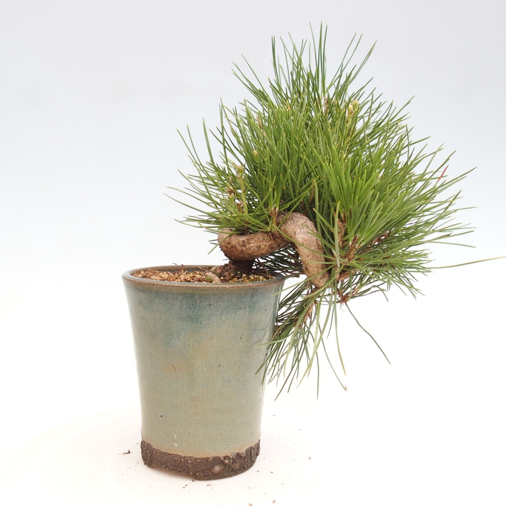 Bonsai im Freien - Pinus thunbergii - Thunbergia-Kiefer