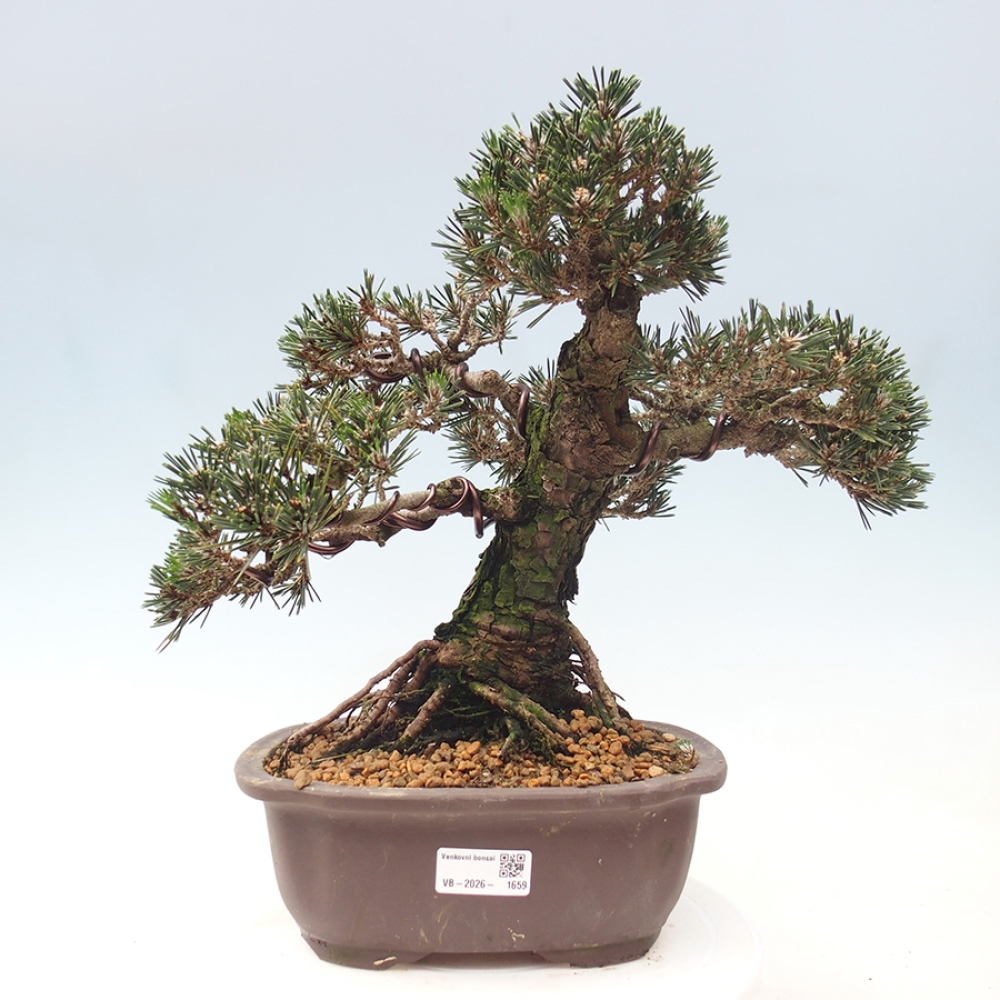 Bonsai für draußen - Pinus thunbergii Kotobuki - Thunberg-Kiefer