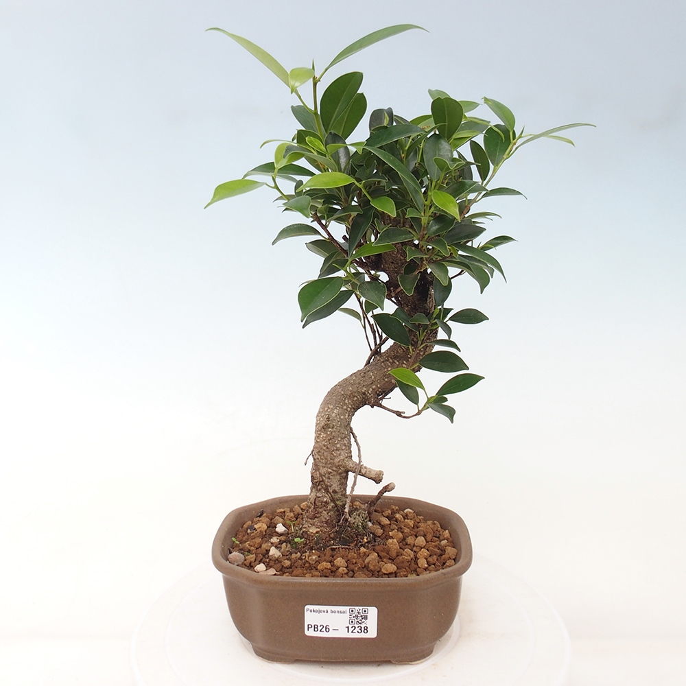 Zimmerbonsai - Ficus retusa - Kleinblättriger Ficus