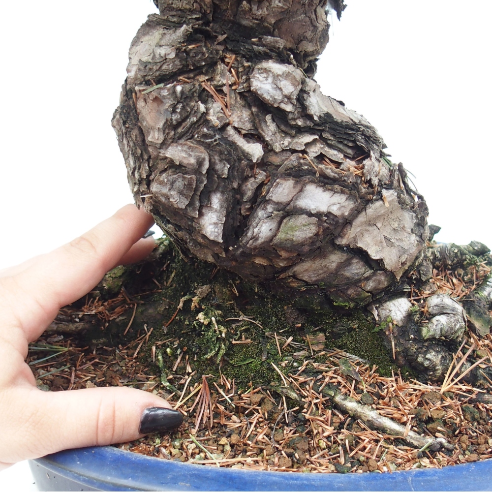 Bonsai im Freien - Pinus parviflora - kleine Kiefer