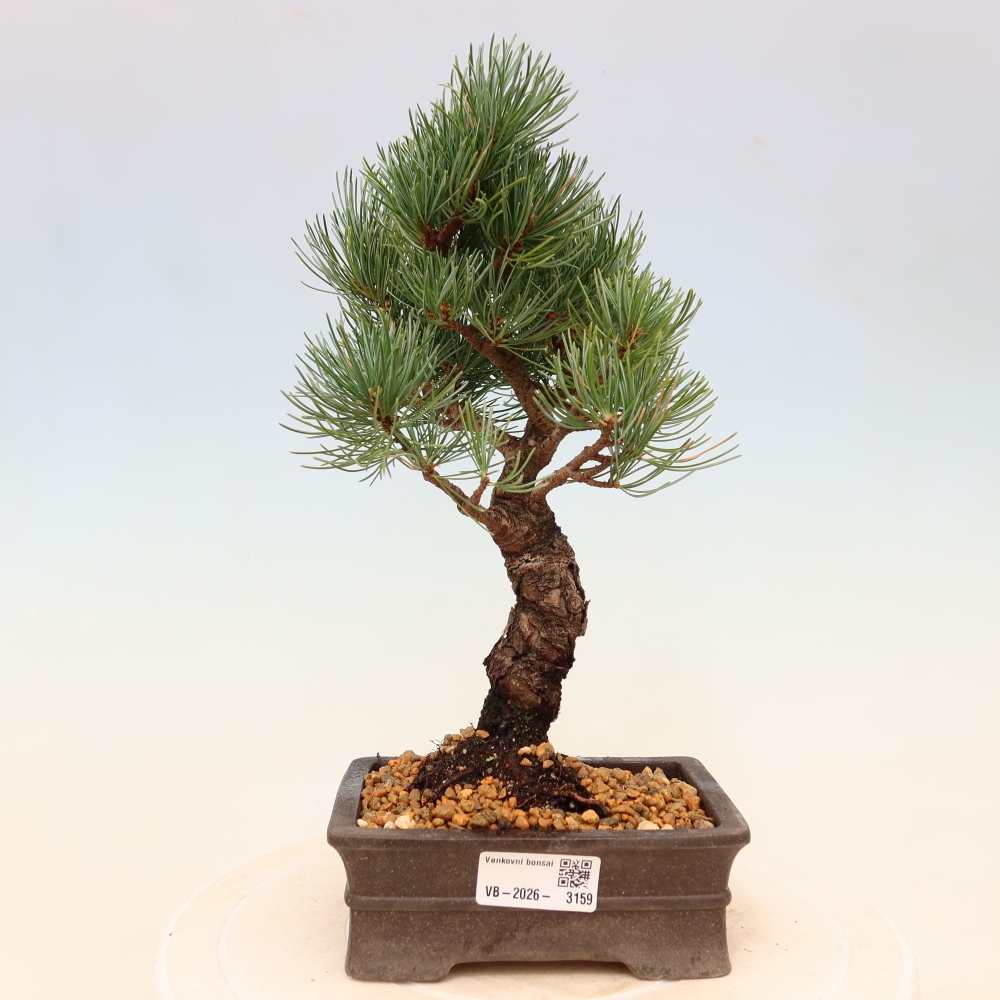 Bonsai für draußen - Pinus parviflora - Pinus parviflora