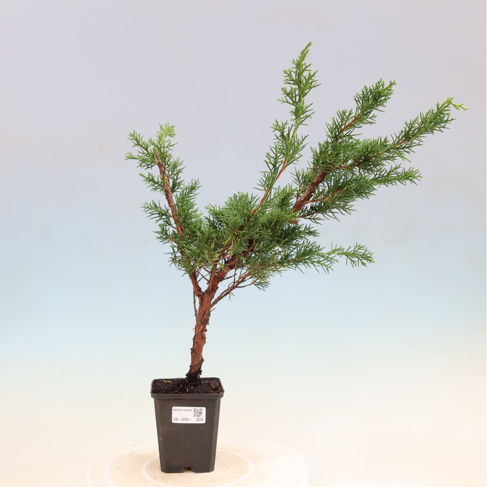 Bonsai für draußen - Juniperus chinensis Kishu