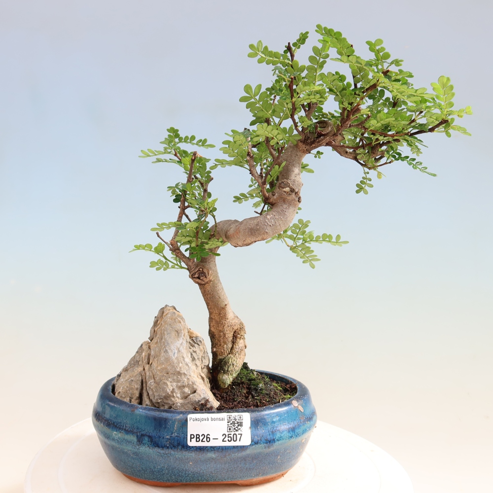 Zimmer Bonsai - Zantoxylum piperitum - Pfefferbaum