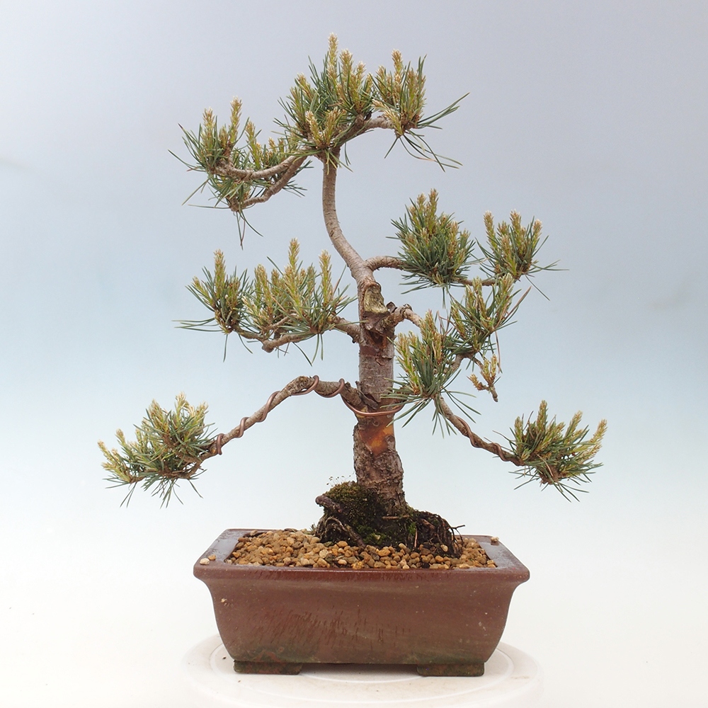 Bonsai im Freien - Pinus Sylvestris - Waldkiefer