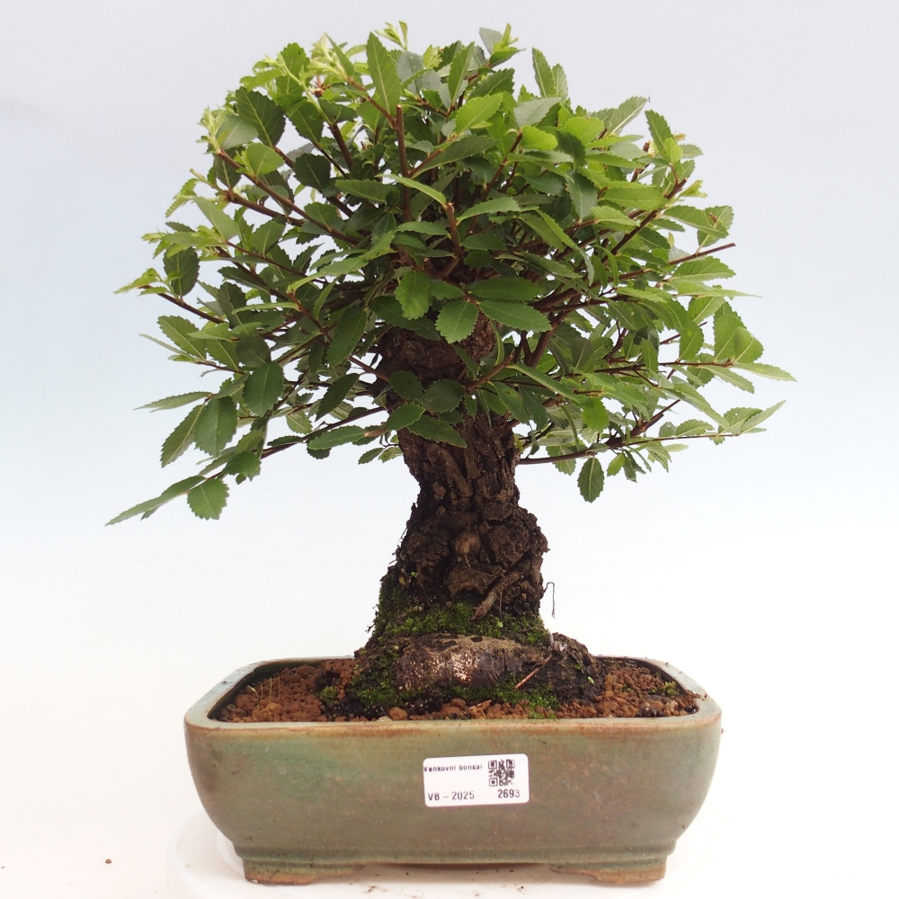 Bonsai im Freien - Zelkova - Zelkova NIRE