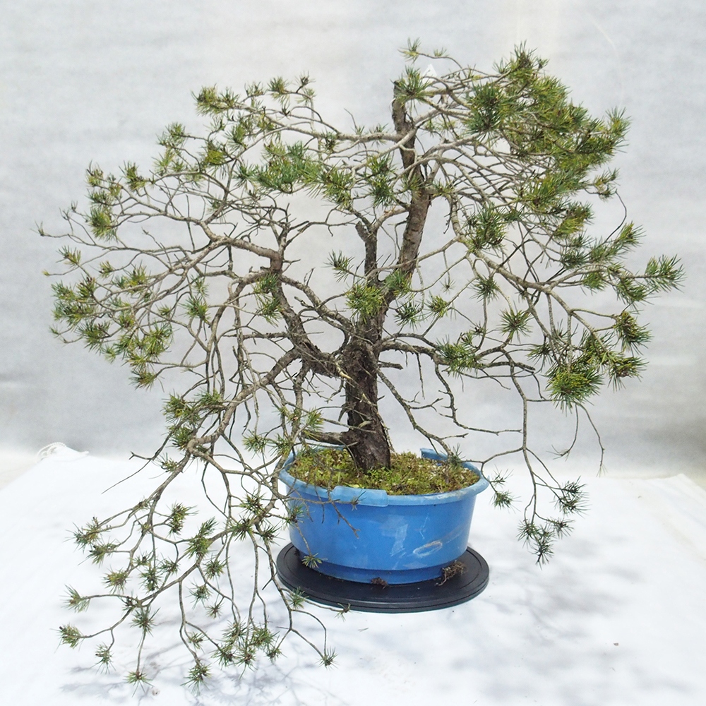 Yamadori - Pinus sylvestris 