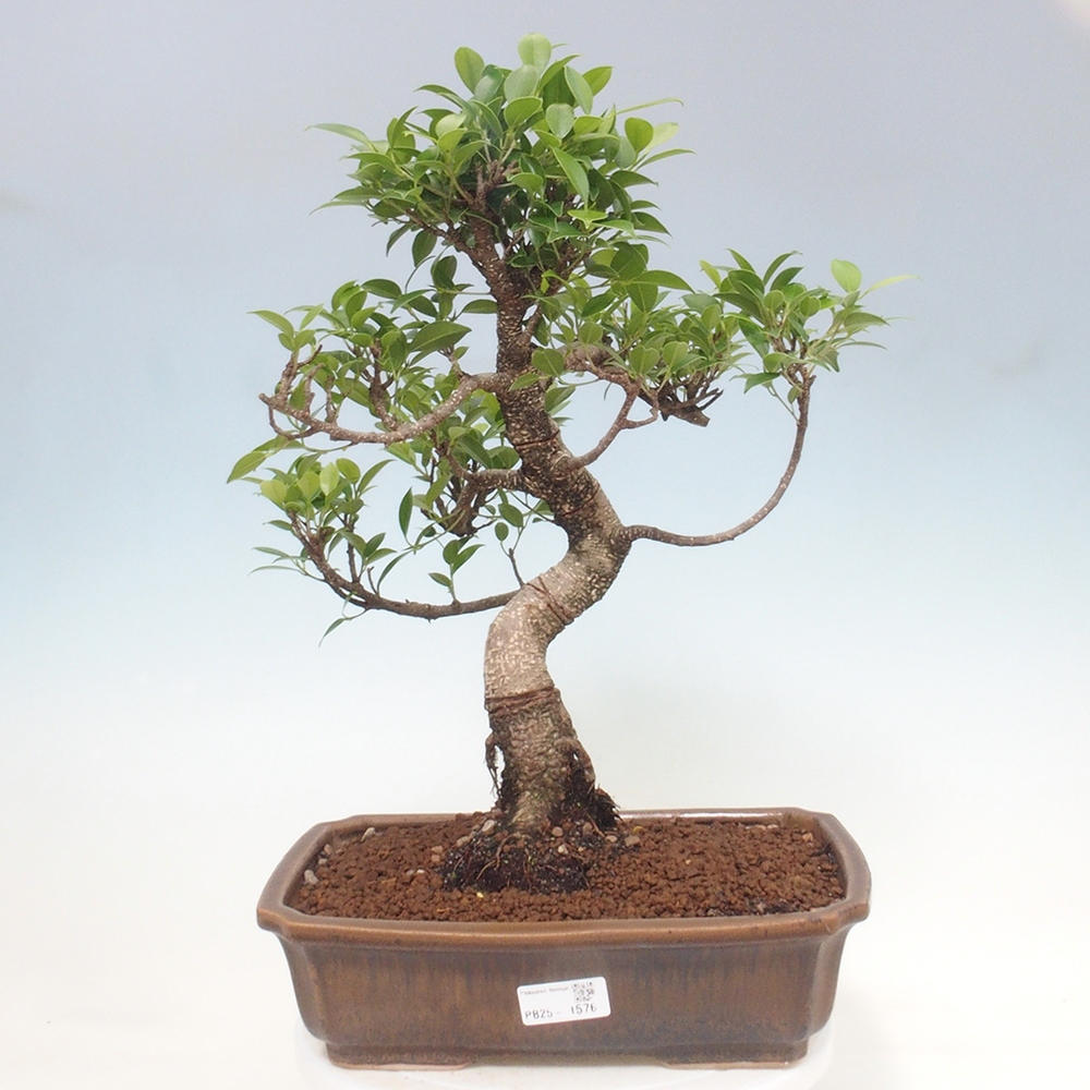 Zimmerbonsai - Ficus kimmen - kleinblättriger Ficus