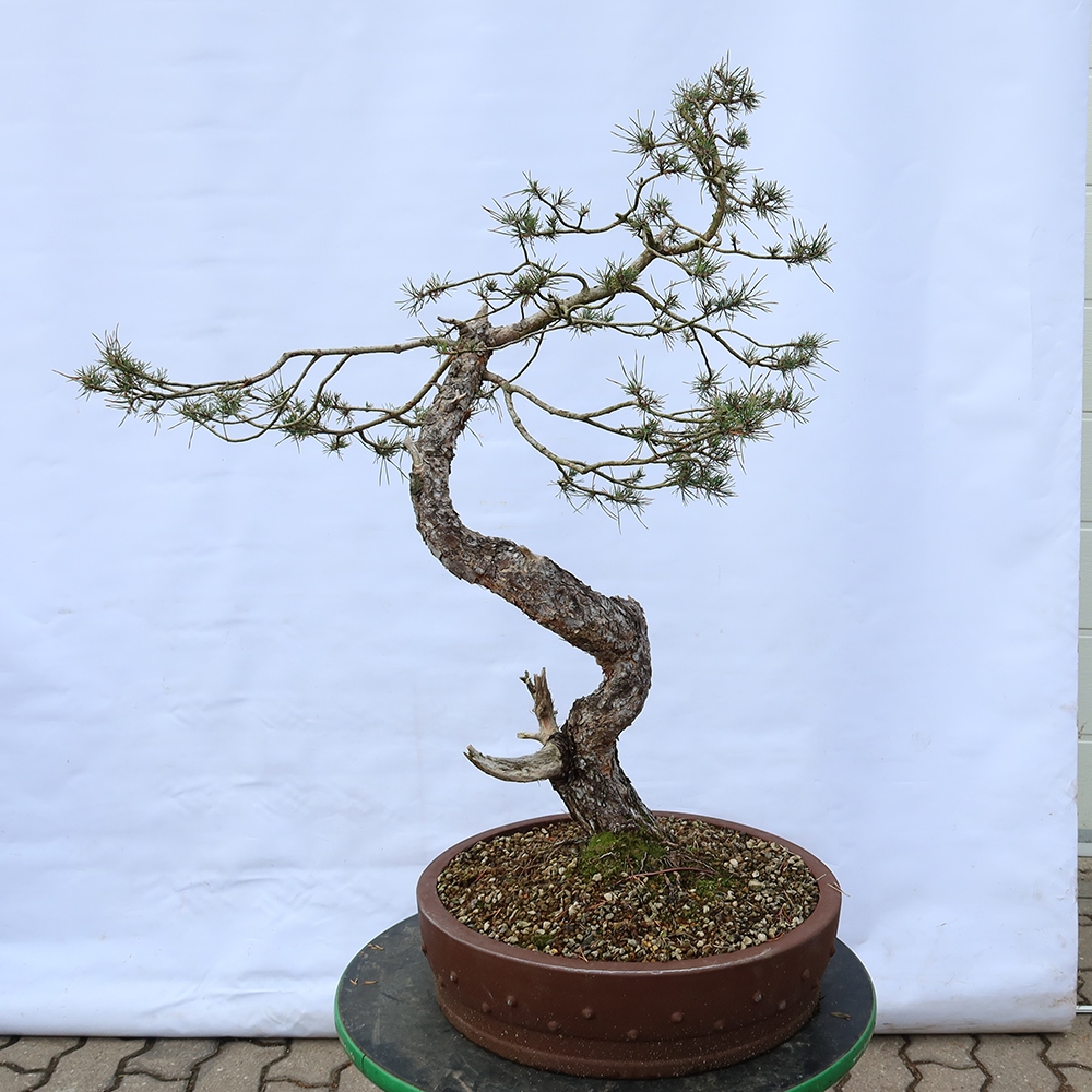Pinus sylvestris Spanien – Waldkiefer