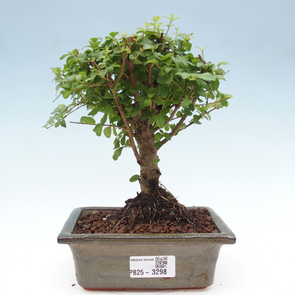 Zimmer Bonsai -Ligustrum chinensis - Vogelschnabel