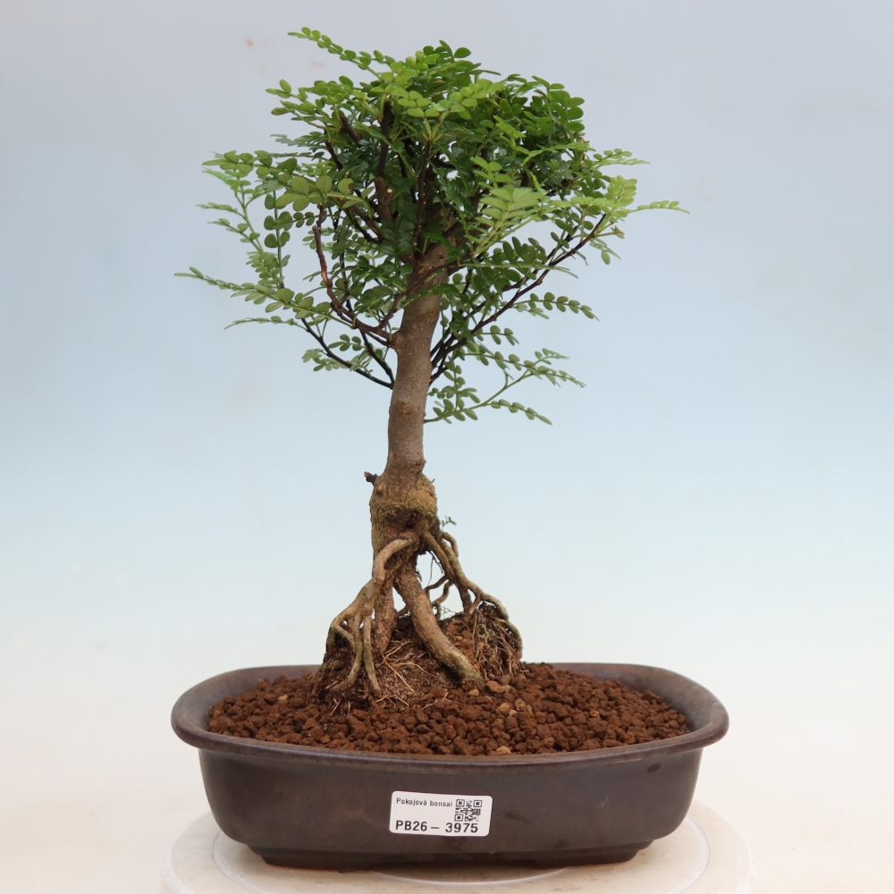 Zimmer Bonsai - Zantoxylum piperitum - Pfefferbaum