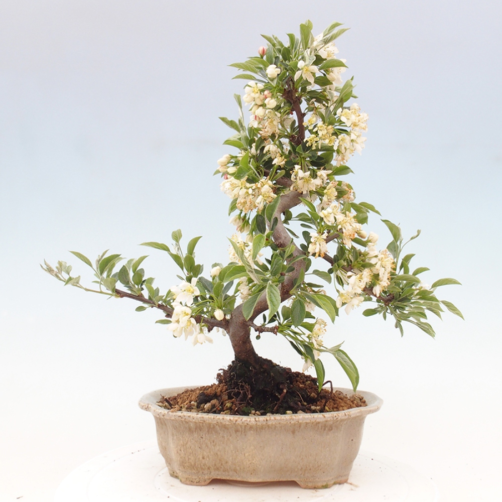 Freilandbonsai - Malus sargentii - Kleinfruchtiger Apfelbaum