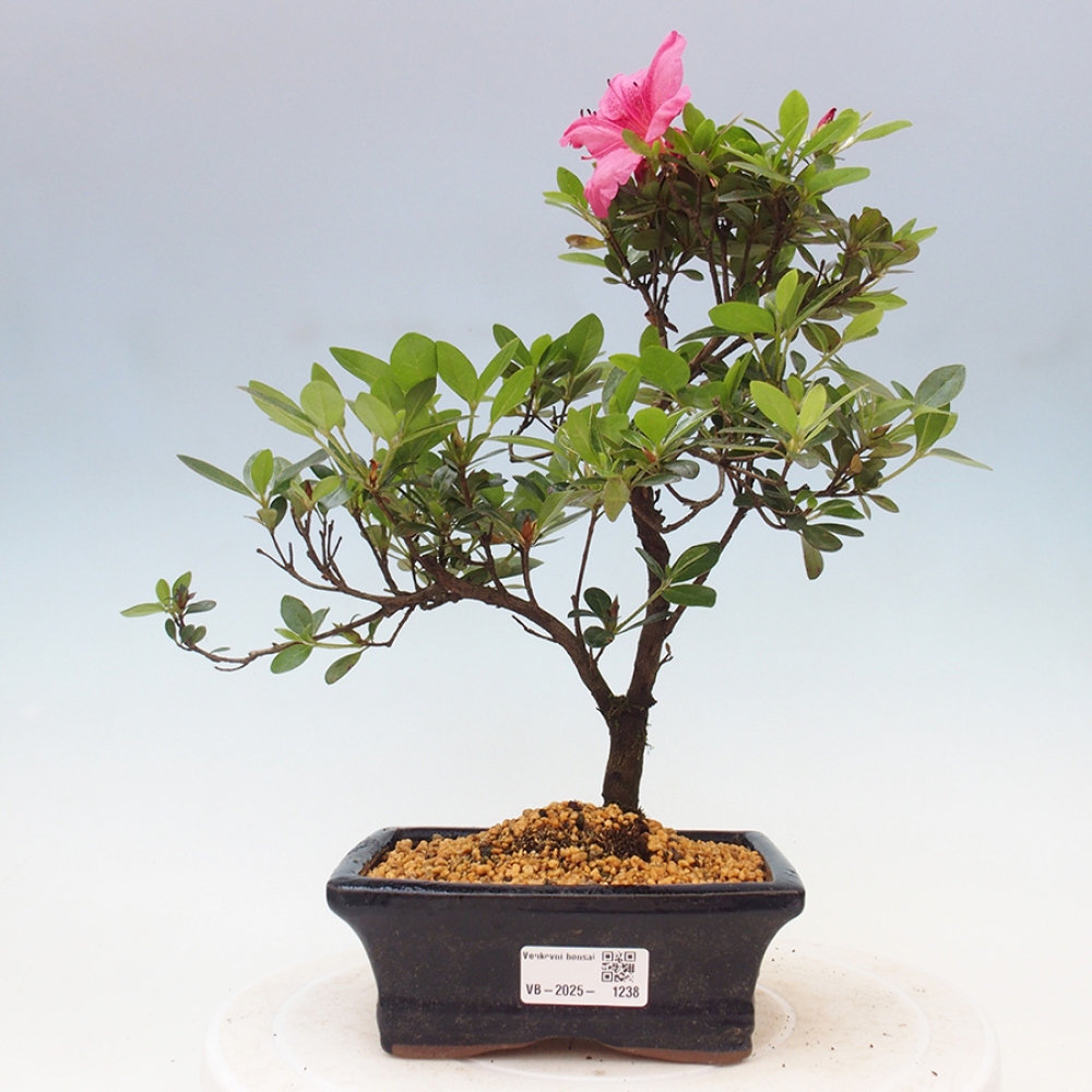 Bonsai im Freien - Japanische Azalee - Azalea sp.