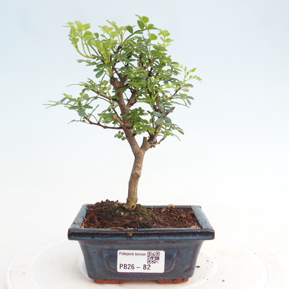 Zimmer Bonsai - Zantoxylum piperitum - Pfefferbaum