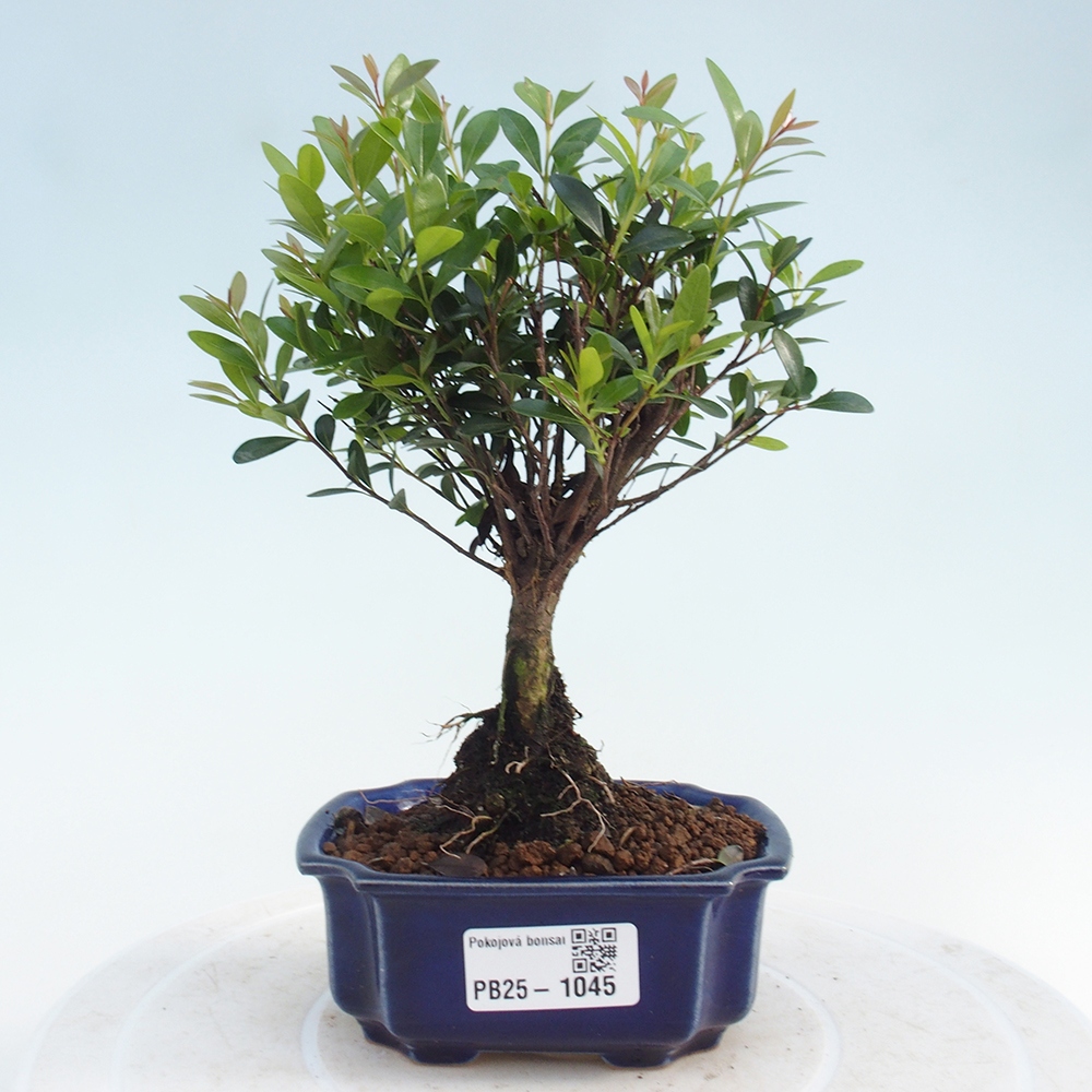 Zimmer Bonsai - Syzygium - Pimentovník