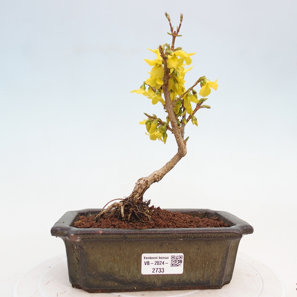 Bonsai im Freien - Forsythie - Forsythia intermedia 