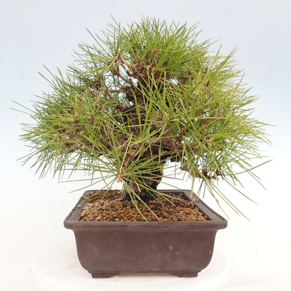 Bonsai für draußen - Pinus thunbergii - Thunberg-Kiefer