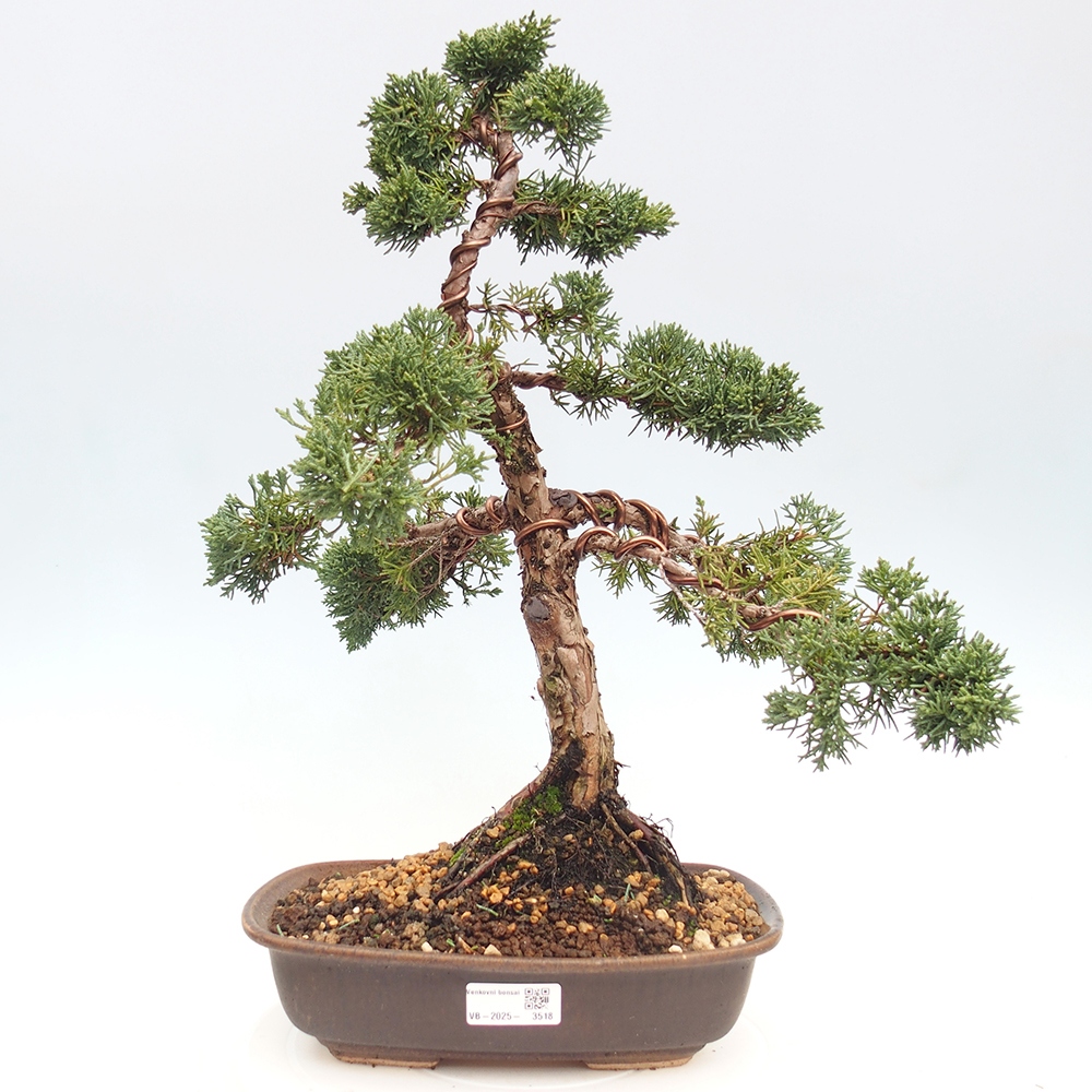 Outdoor-Bonsai - Juniperus chinensis Kishu - Chinesischer Wacholder