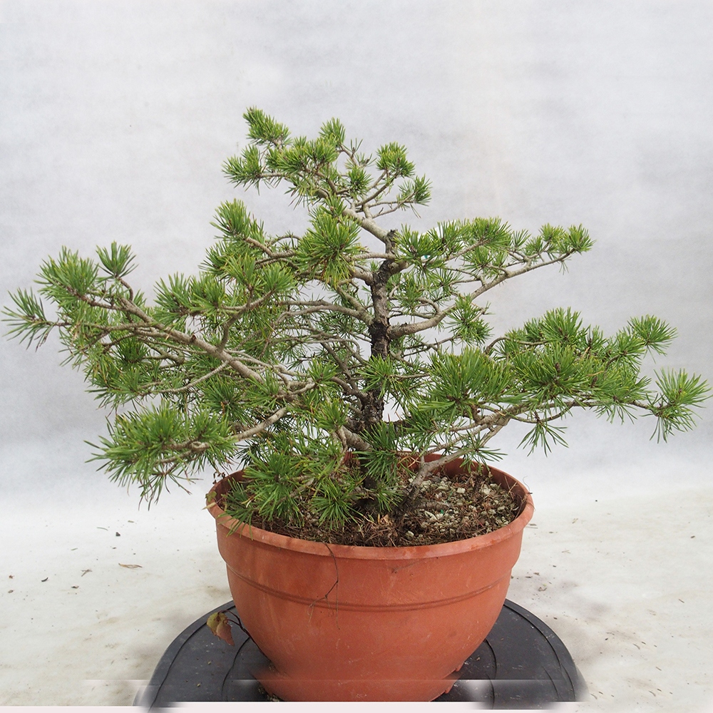 Yamadori - Pinus sylvestris 