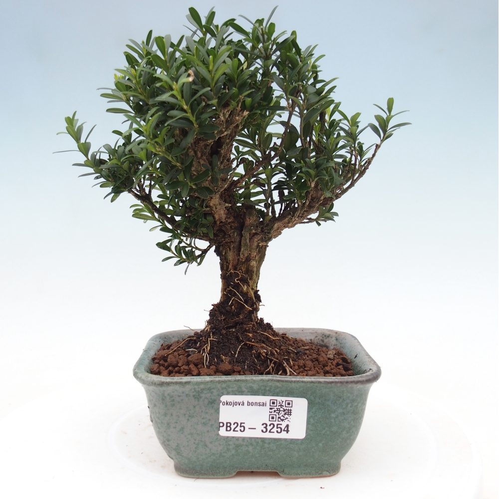 Zimmer Bonsai - Buxus harlandii - Korkbuxus