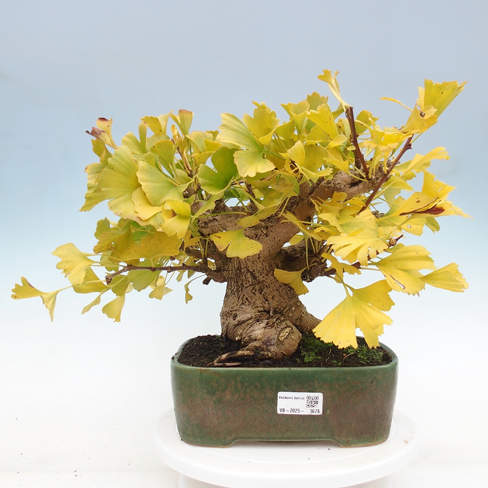 Bonsai im Freien - Ginkgo biloba