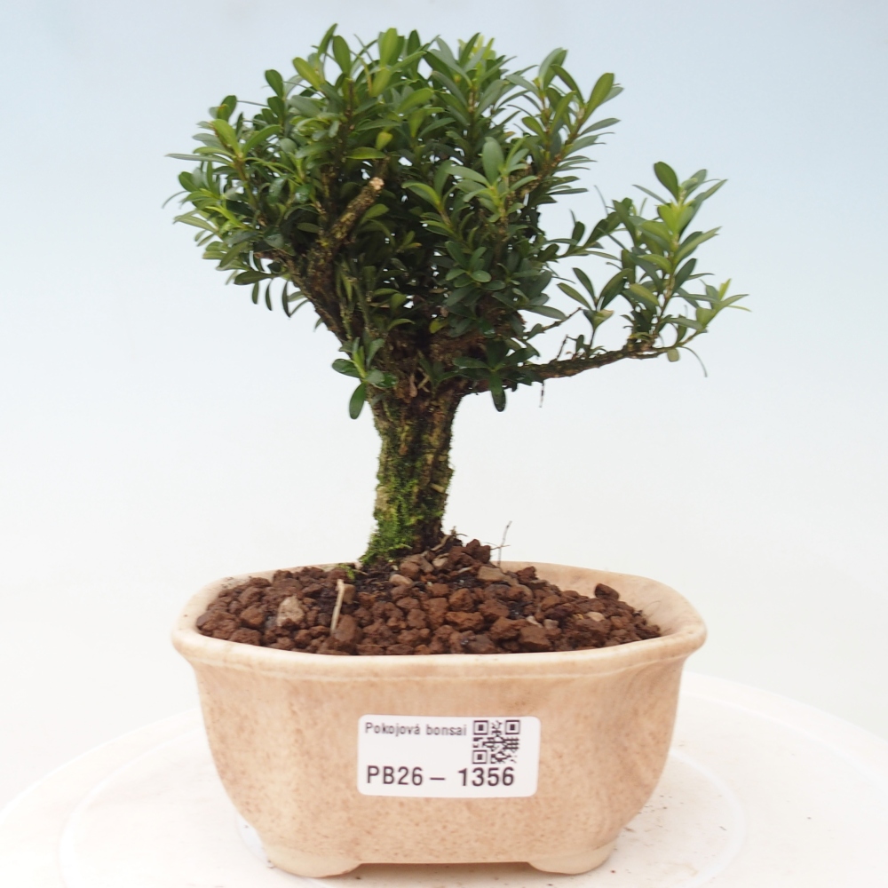 Zimmer Bonsai - Buxus harlandii - Korkbuxus