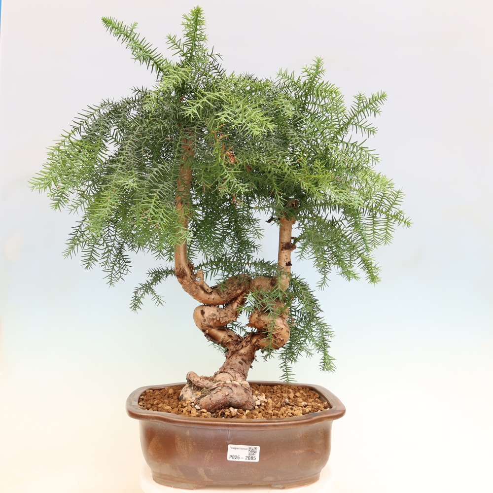 Zimmer Bonsai - Araucaria - Zimmer Fichte