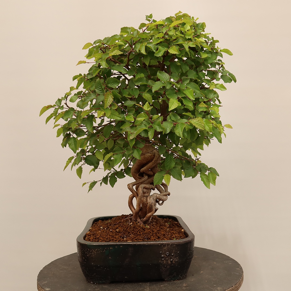 Bonsai im Freien - Carpinus Coreana - Koreanische Hainbuche