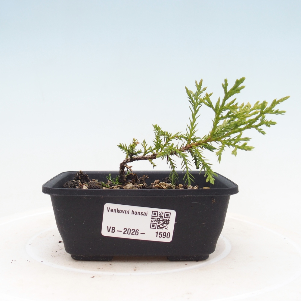 Bonsai für draußen - Juniperus chinensis Itoigawa