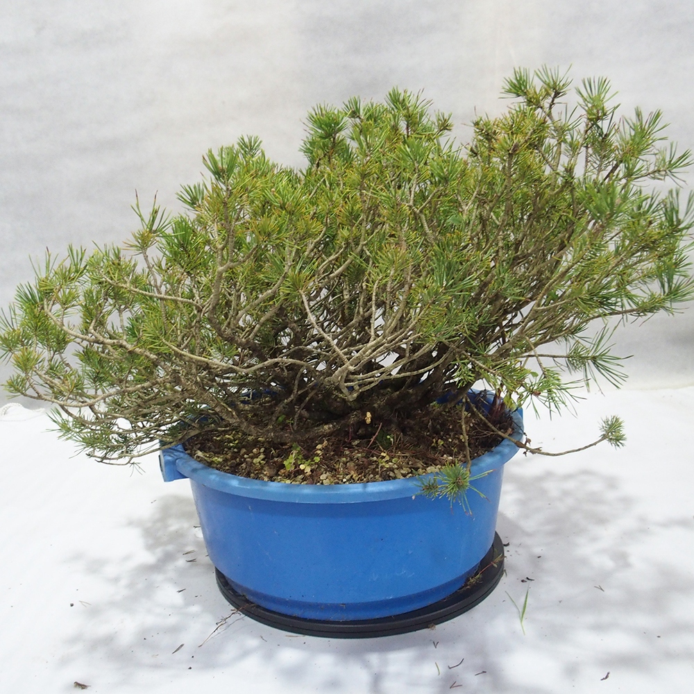 Yamadori - Pinus sylvestris 