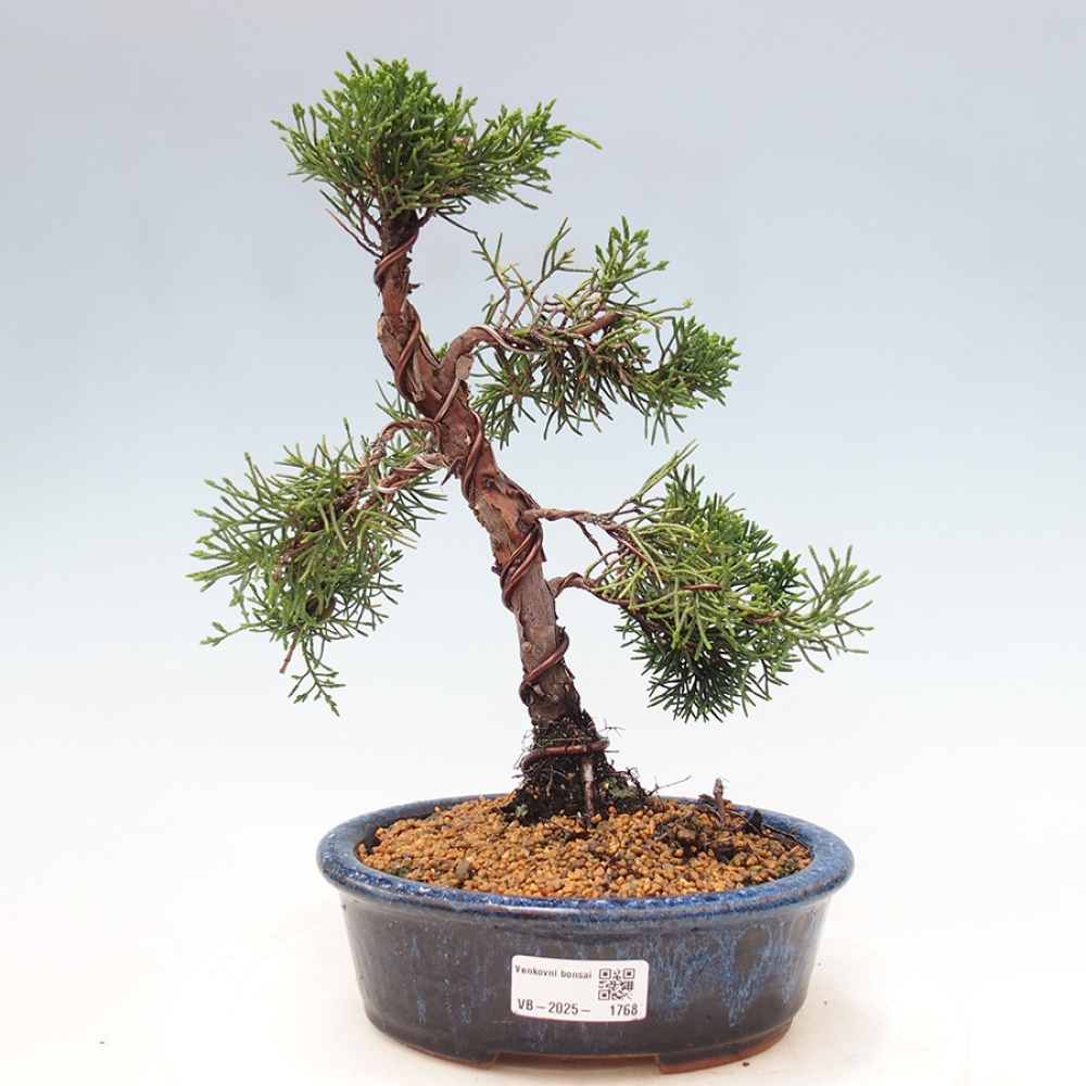 Bonsai im Freien - Juniperus chinensis Kishu - Chinesischer Wacholder