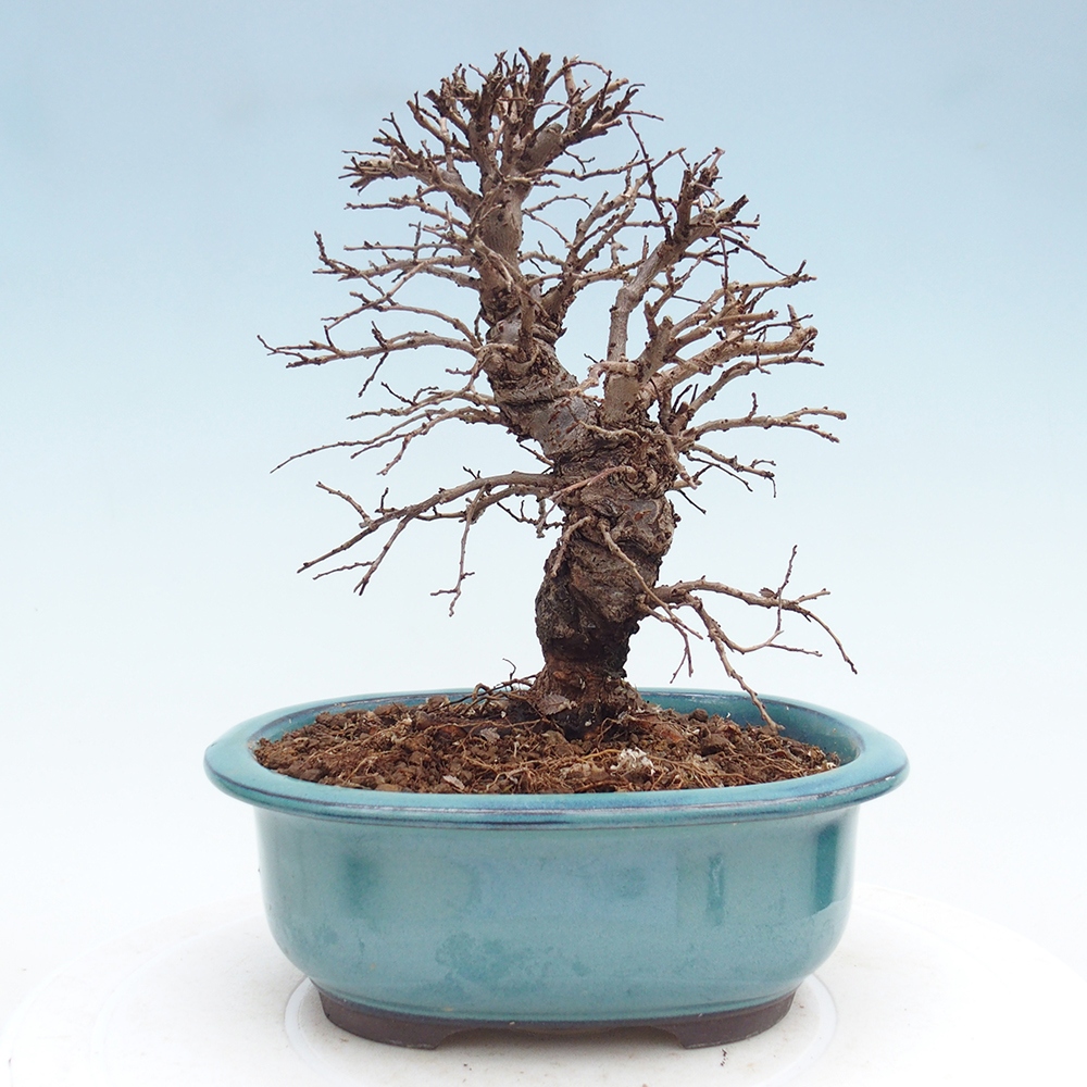 Bonsai für draußen - Zelkova - Zelkova NIRE