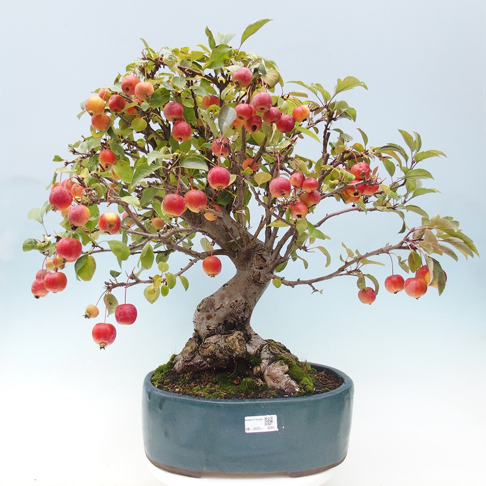 Bonsai im Freien - Malus halliana - Kleinfruchtiger Apfelbaum